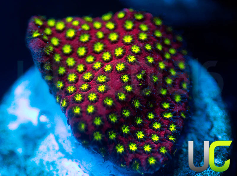 UC Raspberry Pie Stylo