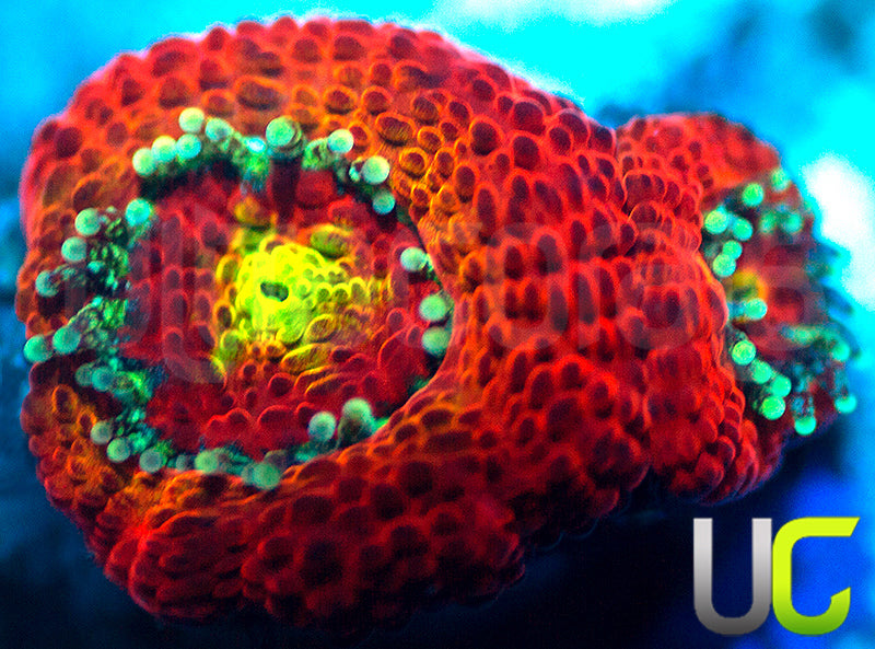 NEW RELEASE: UC Skittles Micro Amakusensis
