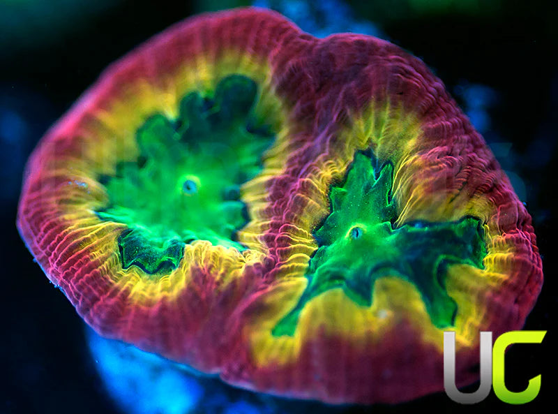 UC Lip Smackers Favia