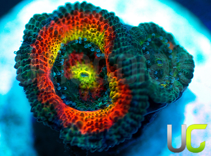 UC Sugar Daddy Micro