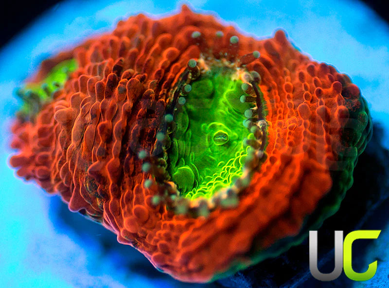 Agent Orange Echinata