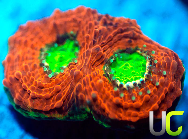 Agent Orange Echinata