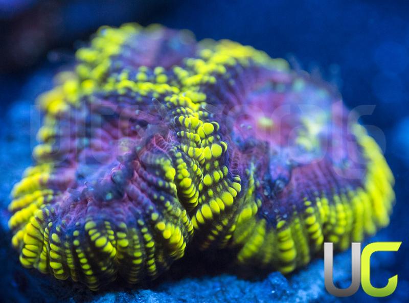 UC Dragons Lair Favia