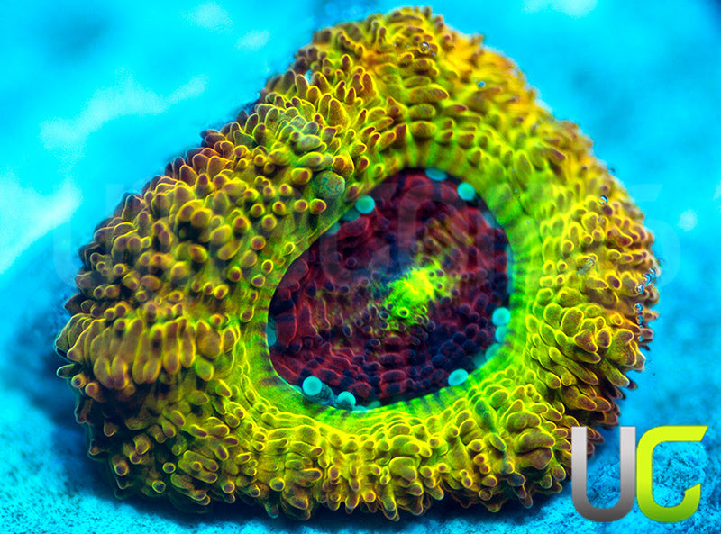 UC Sunfire Micro Amakusensis