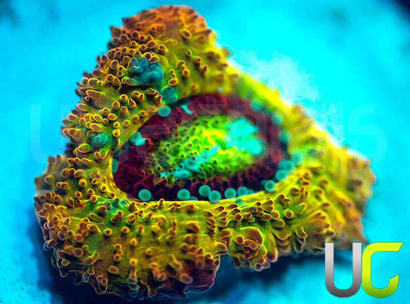 UC Sunfire Micro Amakusensis