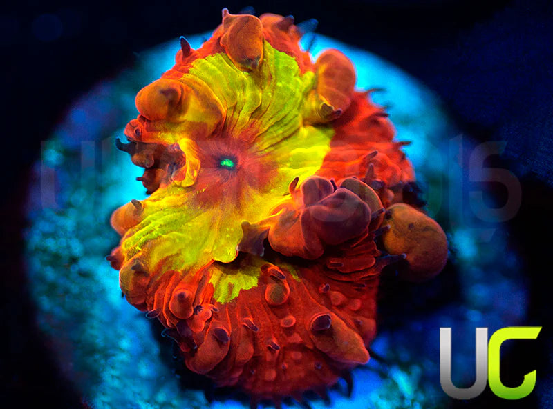 CB Bleeding Rainbow Blasto