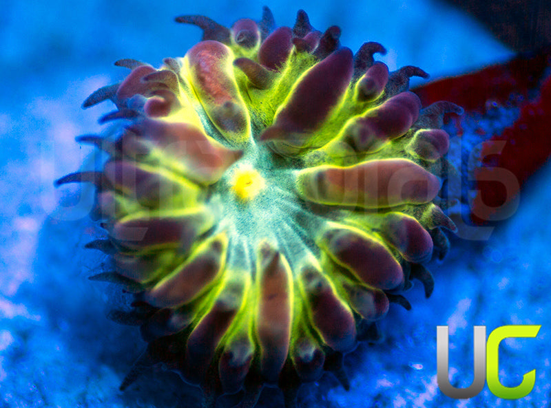 UC Transistor Blasto