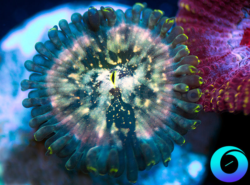 Hawaiian Ding Dang PE