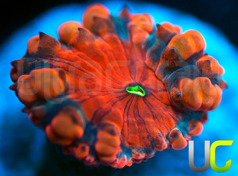 NEW RELEASE: UC Empire Blastos