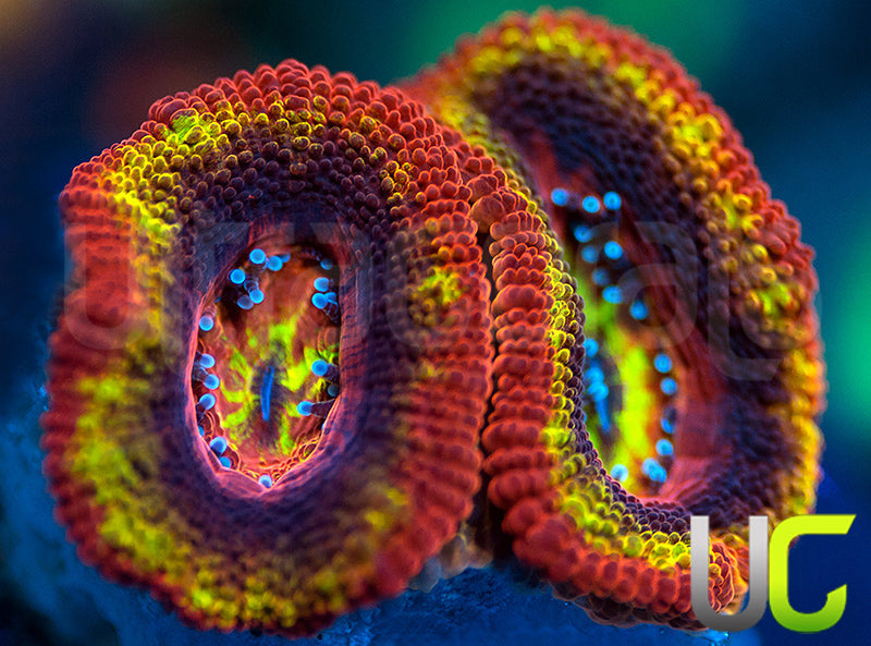 NEW RELEASE: UC Heat Seeker Micro Lord