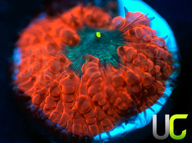 UC Dark Ember Blasto