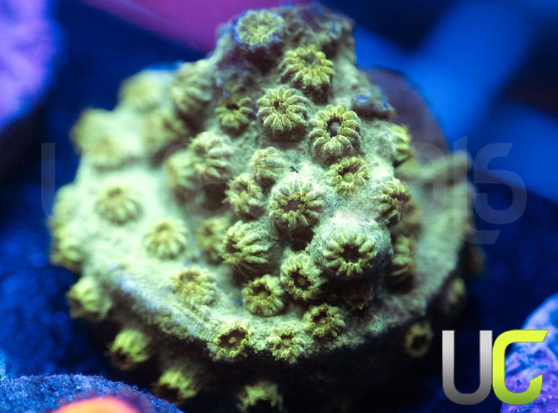 Forest Green Cyphastrea