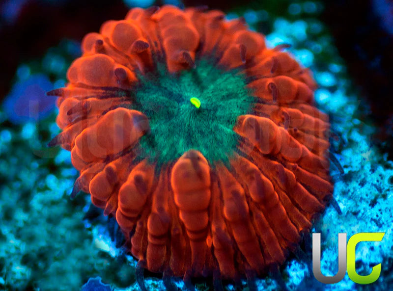 UC Dark Ember Blasto