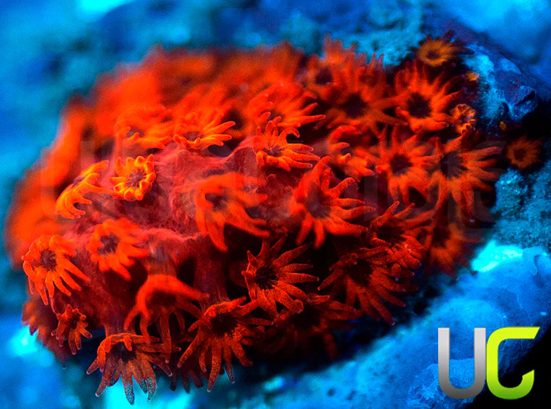 UC Sweet Revenge Porites