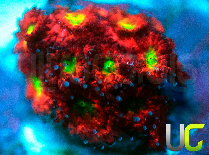 UC Sweet Tart Madracis