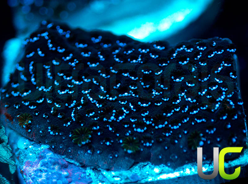 UC Blue Mystic Monti