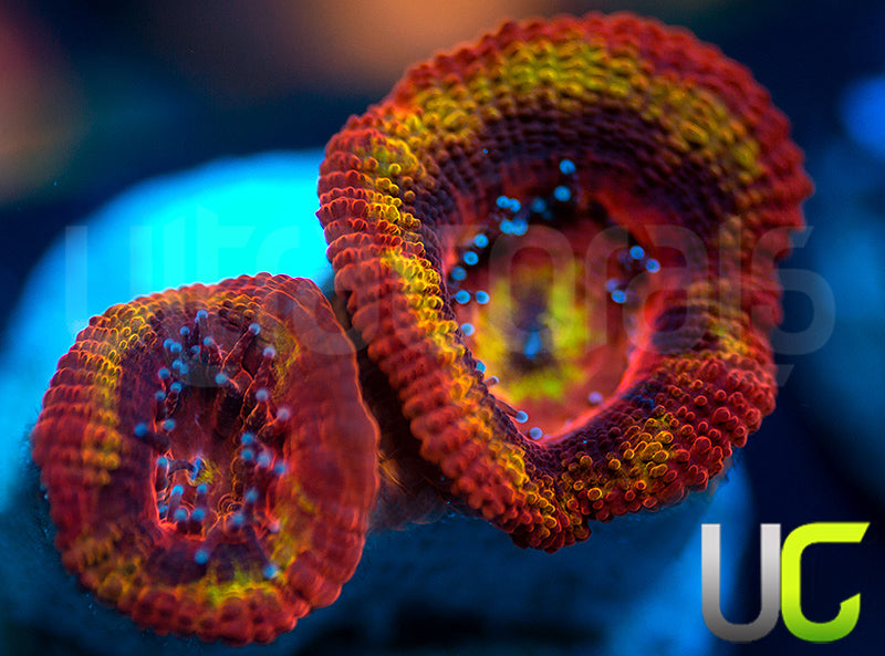 NEW RELEASE: UC Heat Seeker Micro Lord