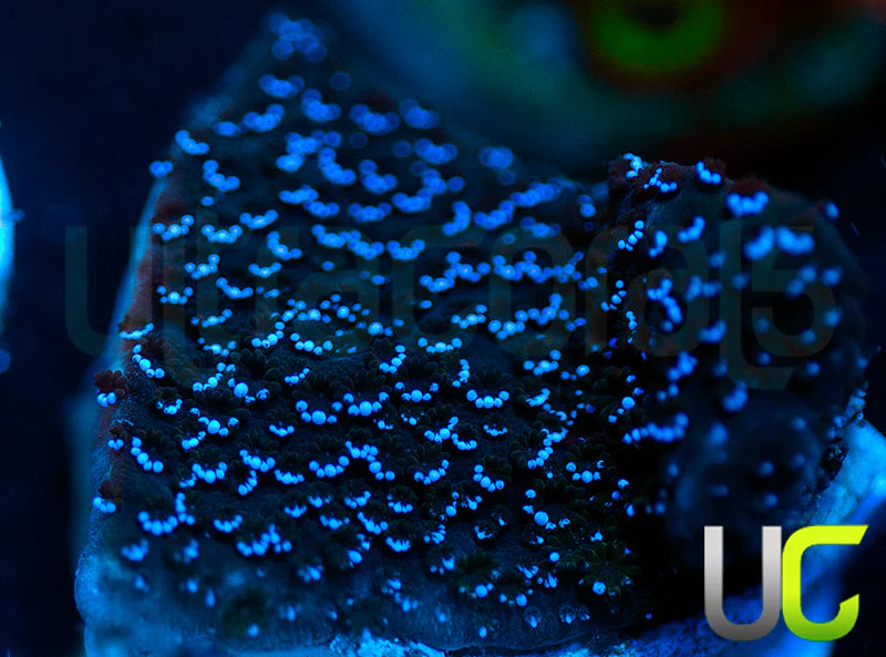 UC Blue Mystic Monti