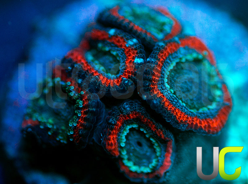 UC Superhero Micro Amakusensis