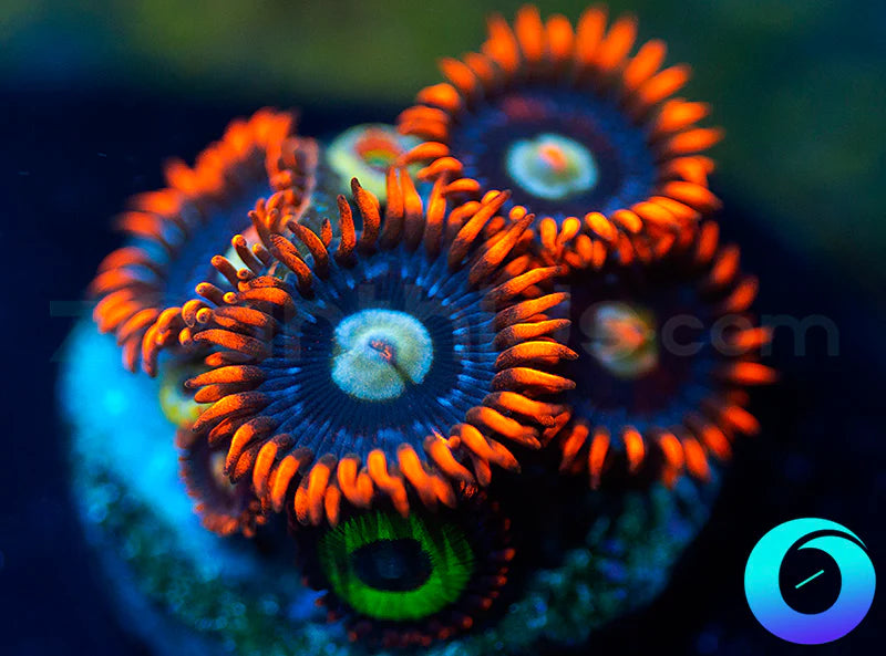 Yeller & Emeralds on Fire Combo