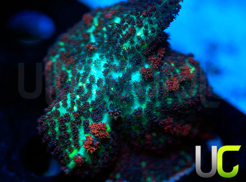 UC Circus Rhodactis Mushroom