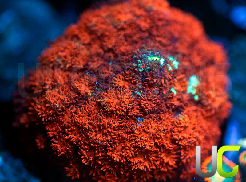 Ultra Red Cushion Mushroom