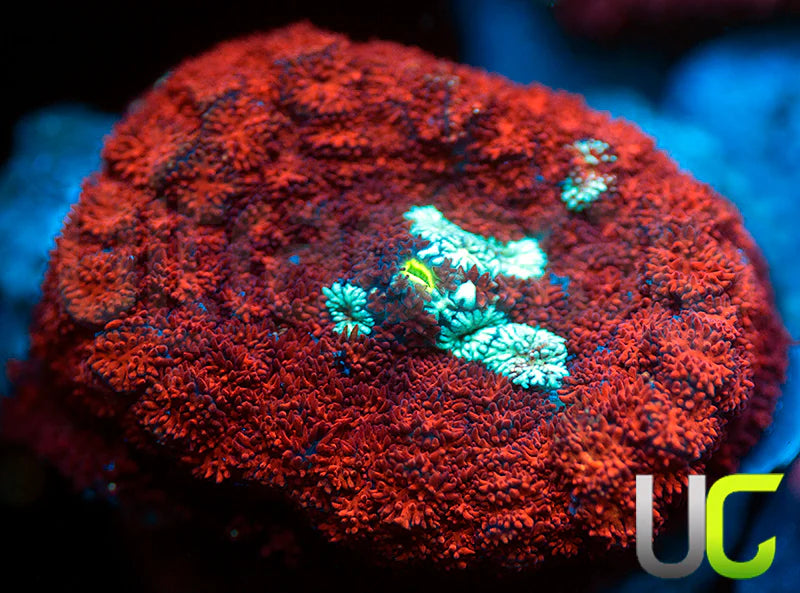 Ultra Red Cushion Mushroom