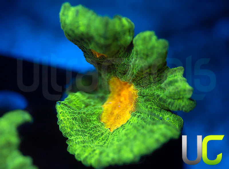 OG Space Invader Pectinia