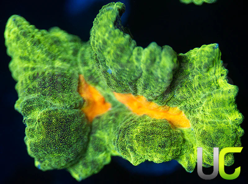 OG Space Invader Pectinia