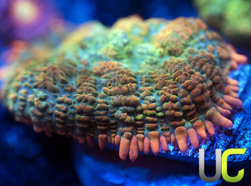 UC Pop Fizz Mushroom