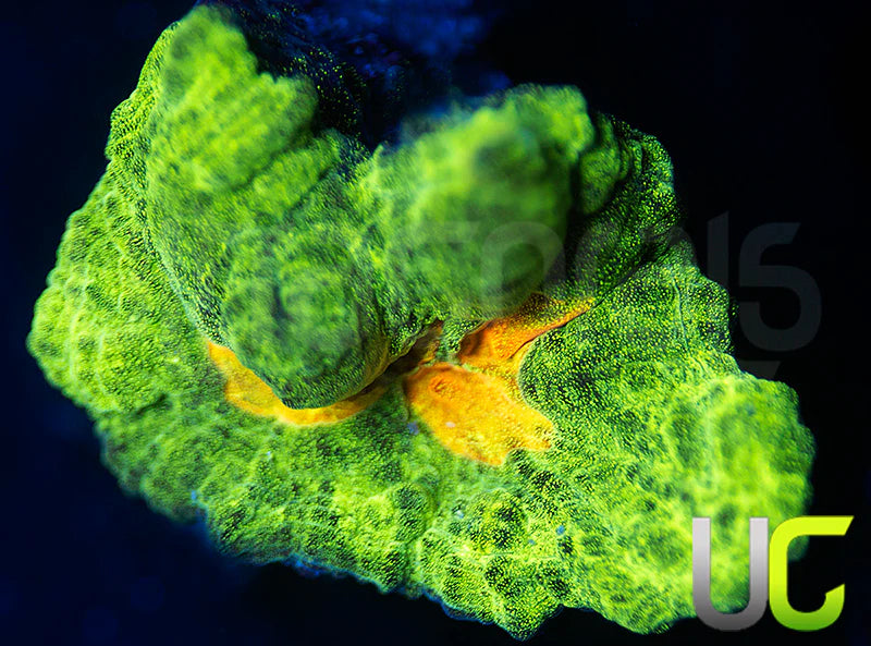 OG Space Invader Pectinia