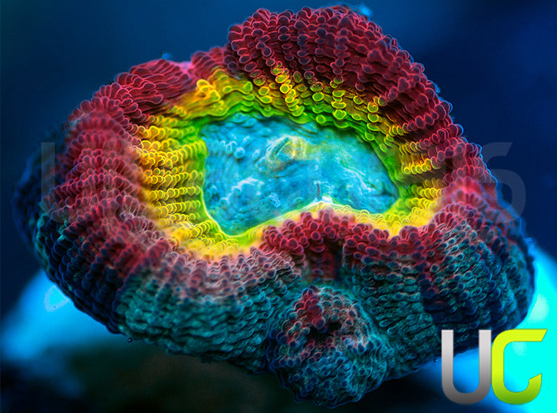 NEW RELEASE: UC Regal Goniastrea