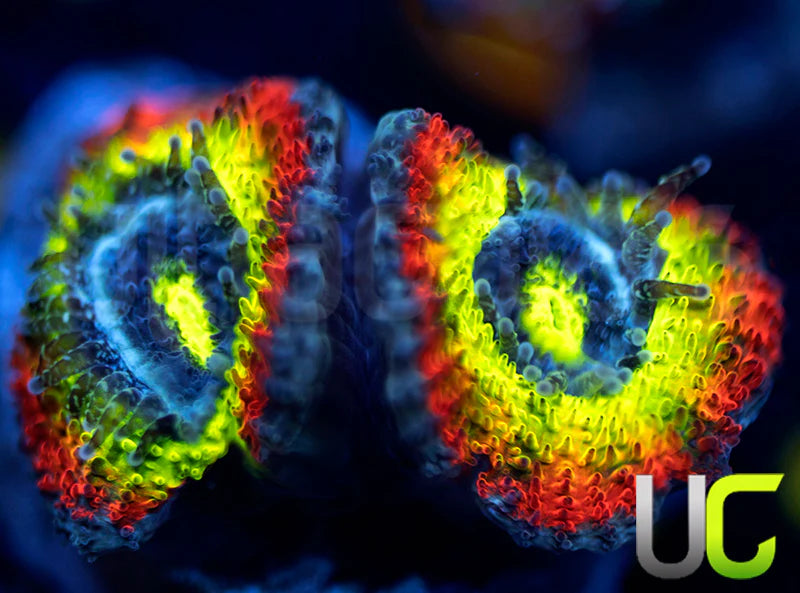 BigR Holy Grail Micro Amakusensis