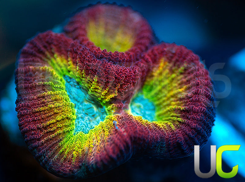 NEW RELEASE: UC Regal Goniastrea