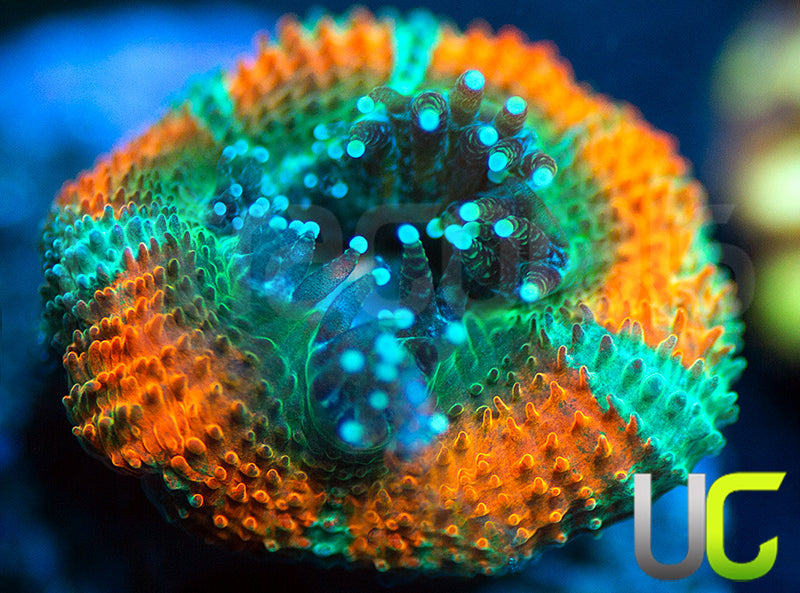 UC Carousel Micro Amakusensis