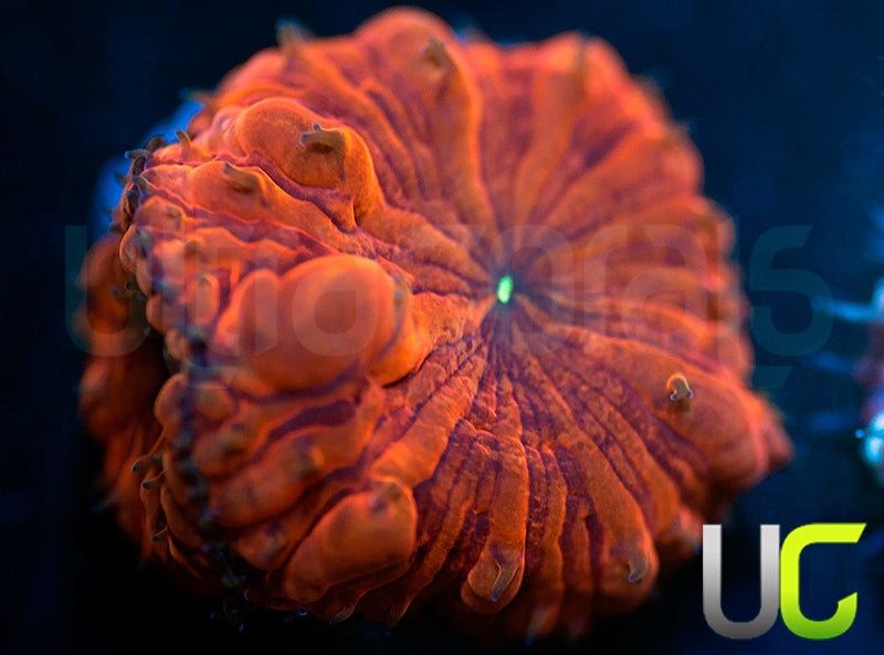 UC Primal Rage Bubble Blasto