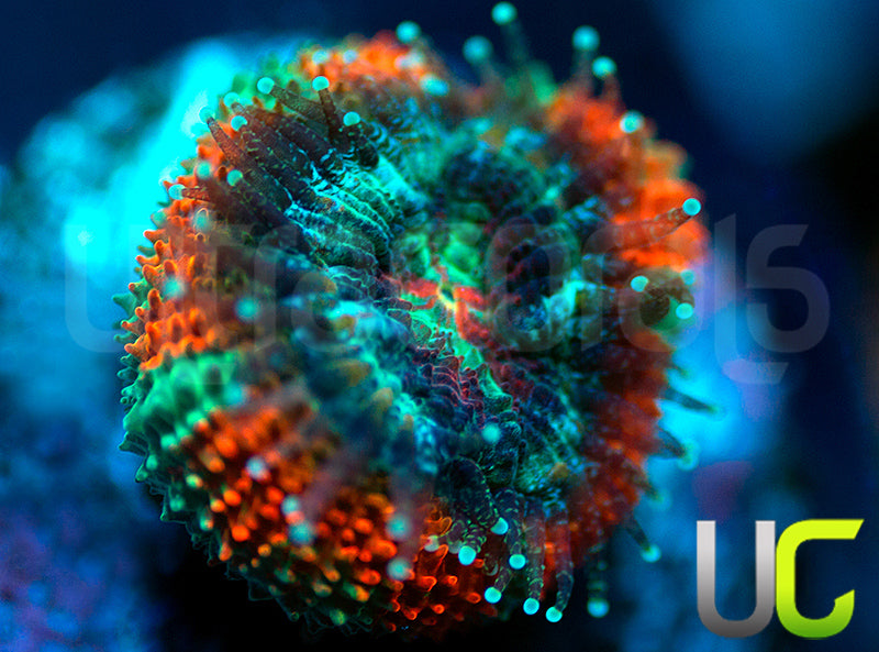 UC Carousel Micro Amakusensis