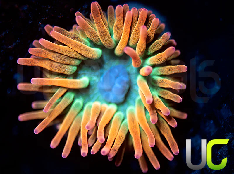 UC Spitfire Anemone - SM