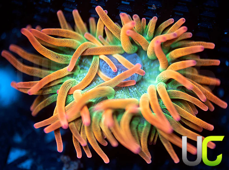 UC Spitfire Anemone - MED