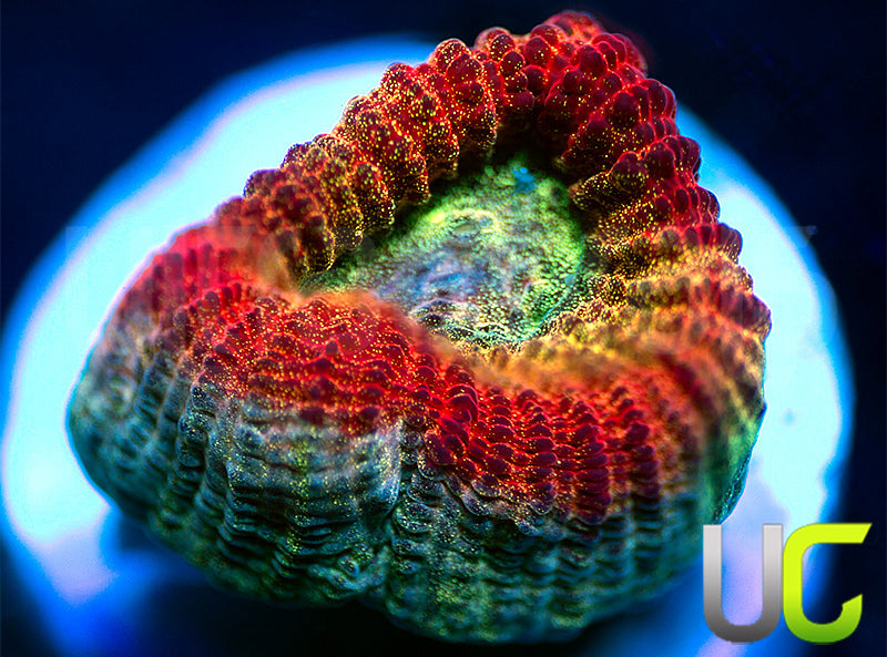 NEW RELEASE: UC Red Rebel Goniastrea