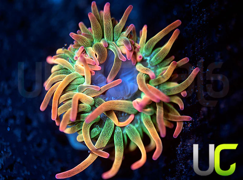 UC Spitfire Anemone - SM