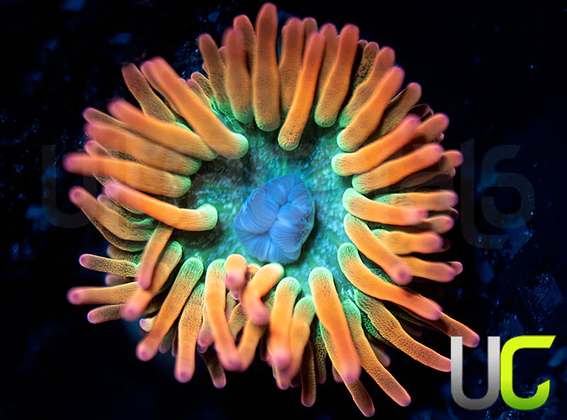 UC Spitfire Anemone - SM