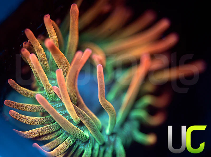 UC Spitfire Anemone - MED