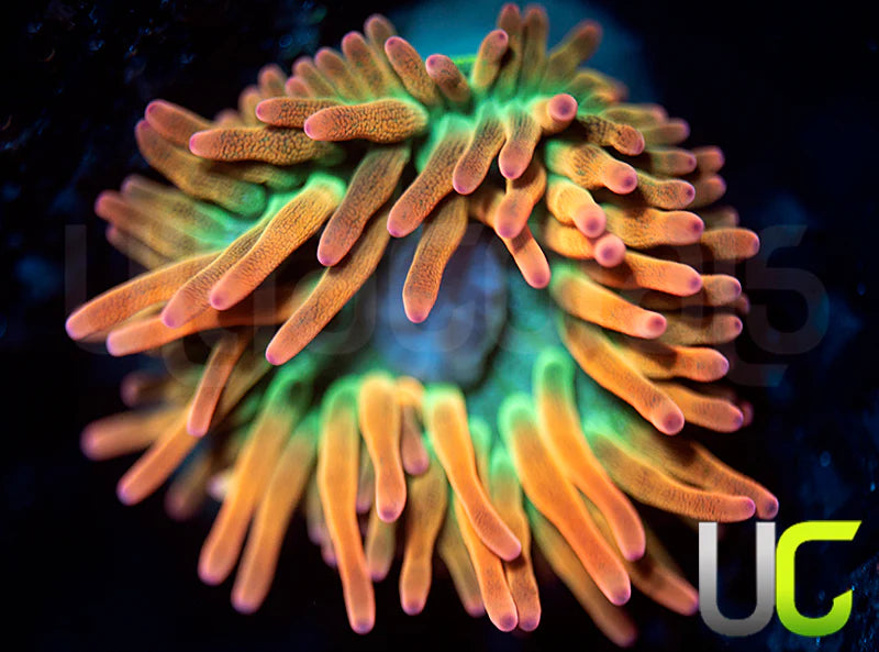 UC Spitfire Anemone - SM