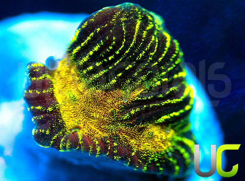 NEW RELEASE: UC Gold Digger Platy