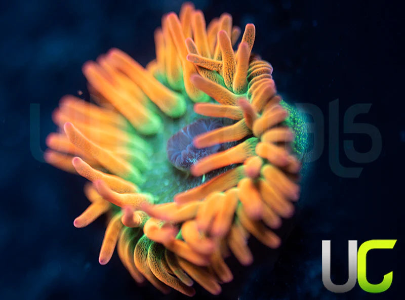 UC Spitfire Anemone - SM