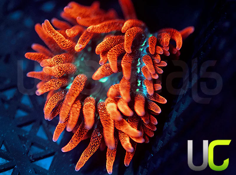 Black Widow Anemone - SM