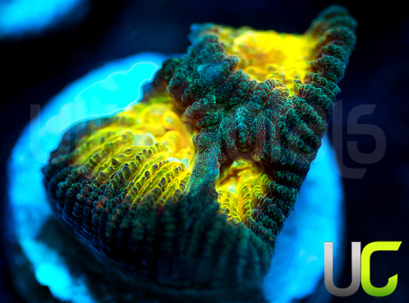 NEW RELEASE: UC Golden Shamrock Favia