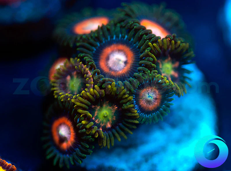 Double Decker & Pink Minefield Combo