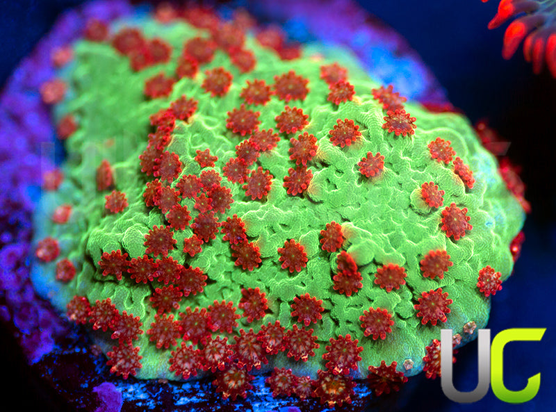 UC Alabama Slammer Monti